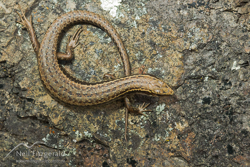 Oligosoma-polychroma-15906.jpg
