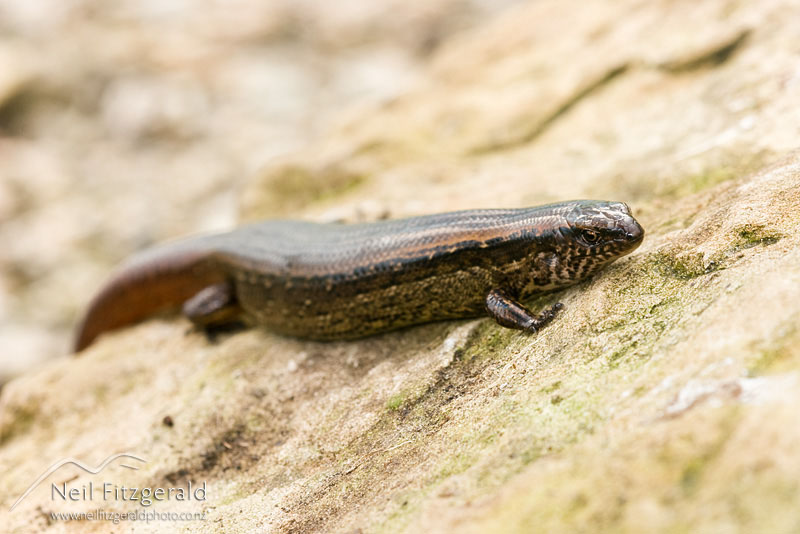 Cyclodina-aenea_7808.jpg