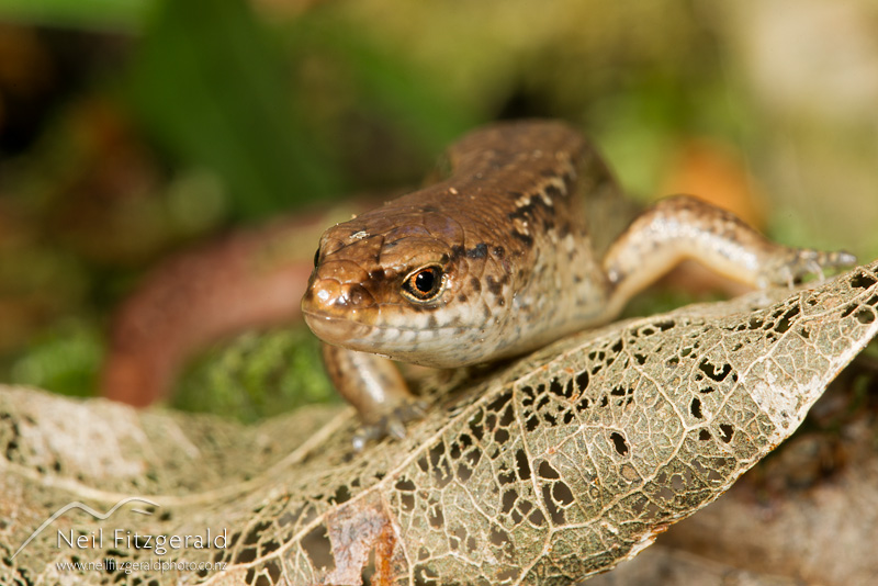 Oligosoma-aeneum-22248.jpg