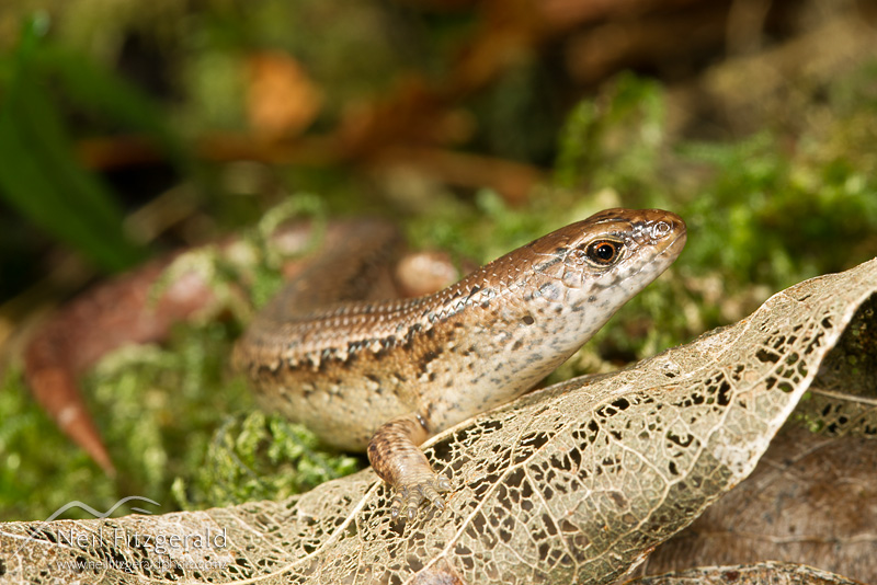 Oligosoma-aeneum-22254.jpg