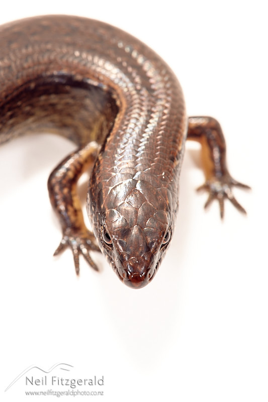 copper-skink-26072.jpg