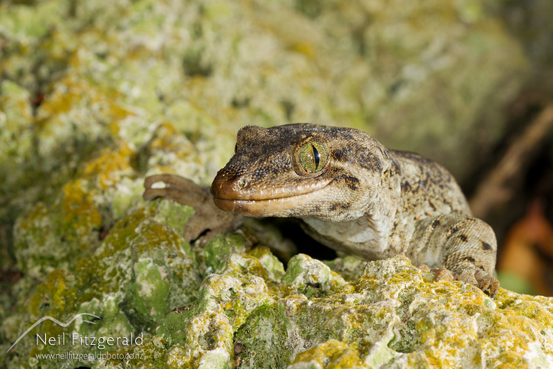 Hoplodactylus-duvaucelii-22501.jpg