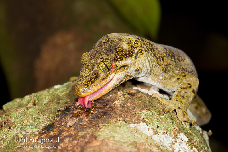 Hoplodactylus-duvaucelii-22518.jpg