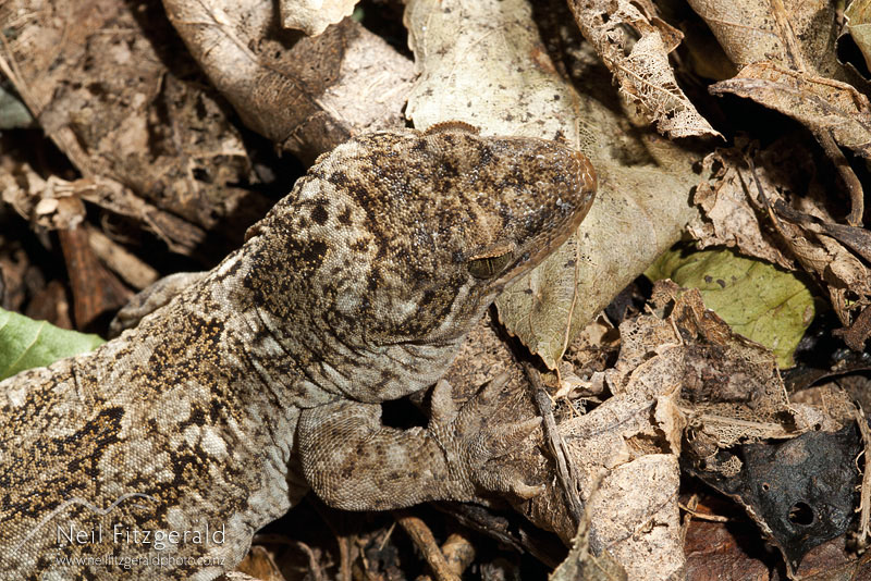 Woodworthia-duvauceli_13988.jpg