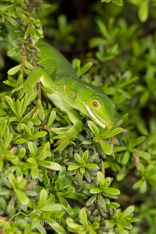 Naultinus-elegans-22269.jpg