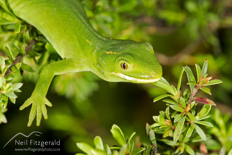 Naultinus-elegans-22275.jpg