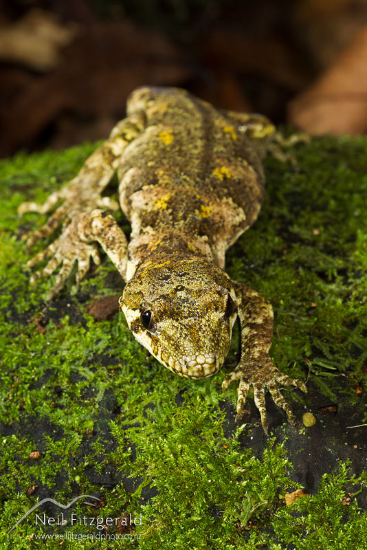 Hoplodactylus-granulatus_14606.jpg