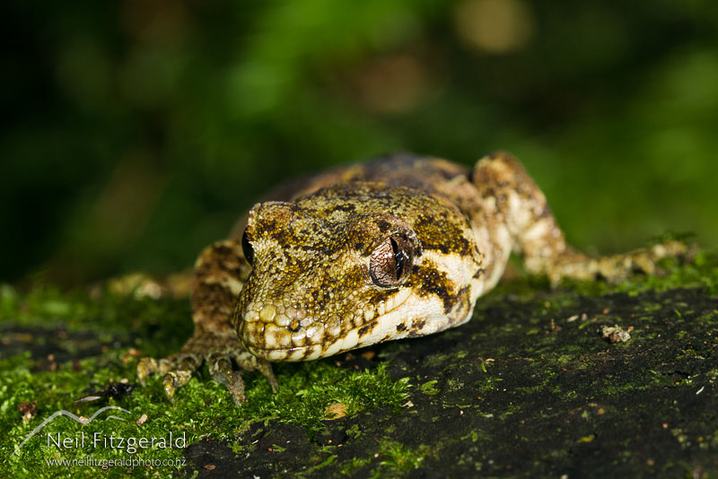 Hoplodactylus-granulatus_14607.jpg