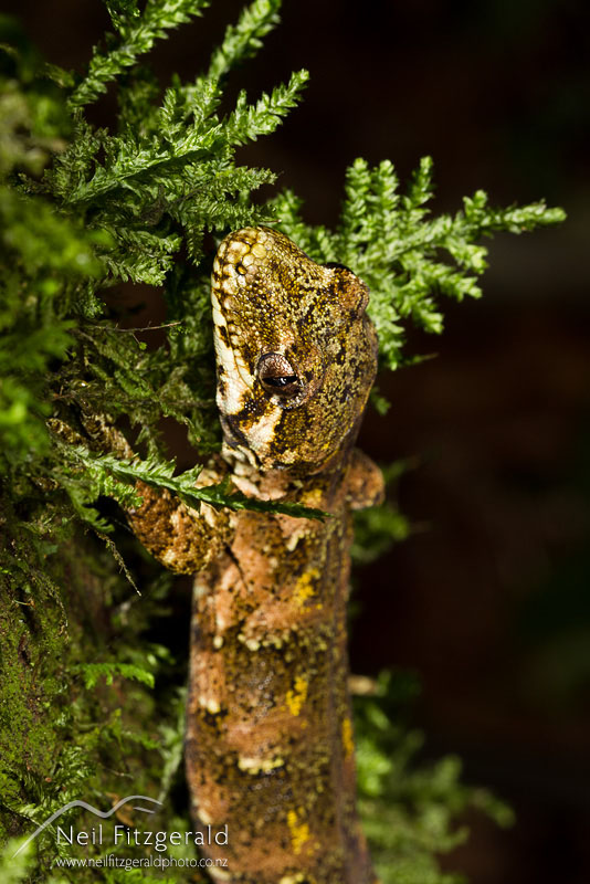 Hoplodactylus-granulatus_14633.jpg