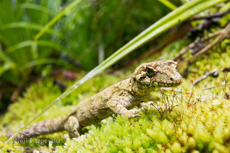 Mokopirirakau-granulatus-17153.jpg