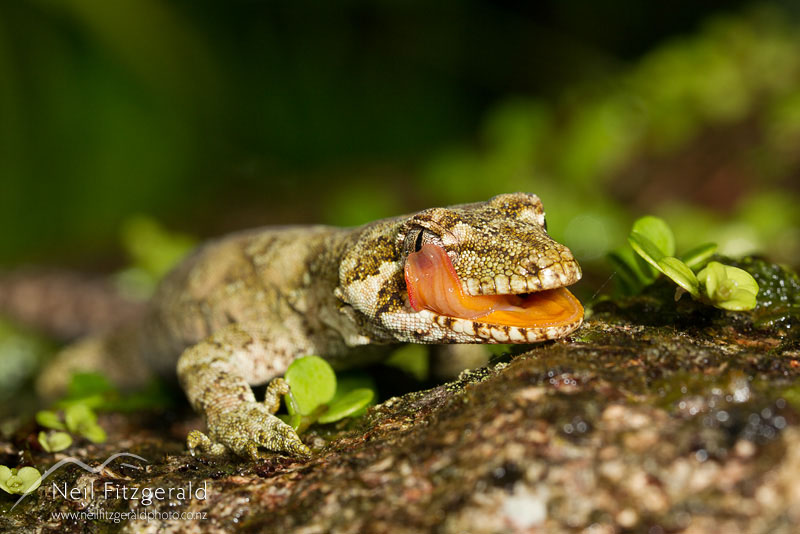 Mokopirirakau-granulatus-17170.jpg