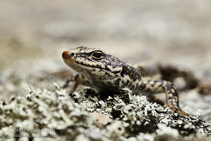 Oligosoma-grande-26977.jpg