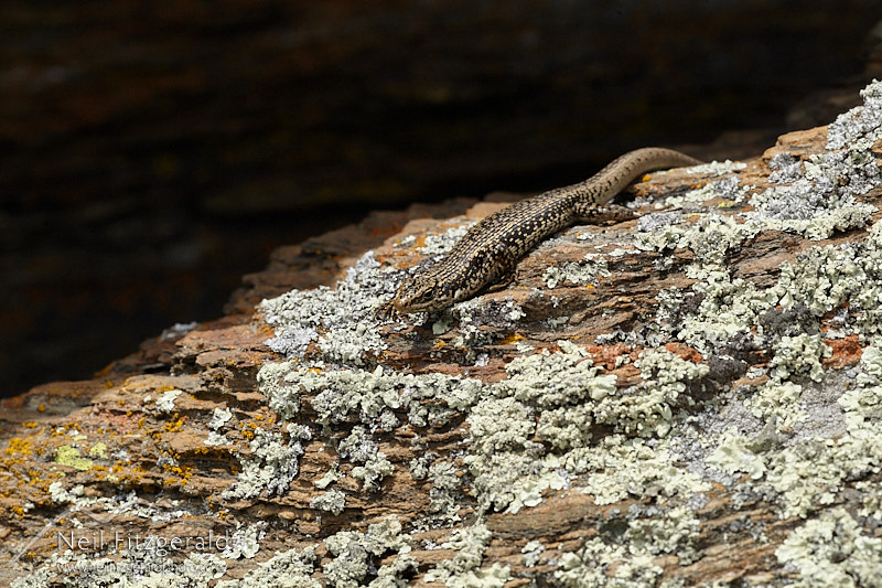 Oligosoma-grande-26998.jpg