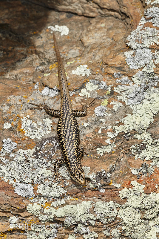 Oligosoma-grande-27000.jpg