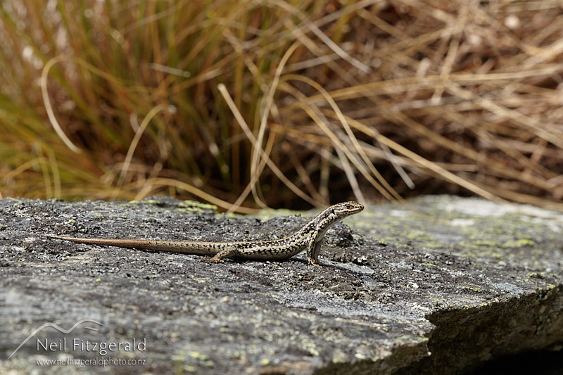 Oligosoma-grande-27034.jpg