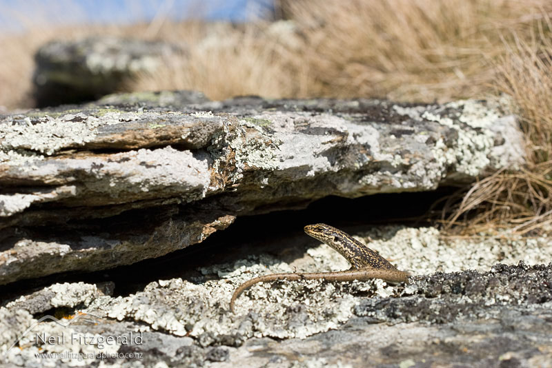Oligosoma-grande_9516.jpg