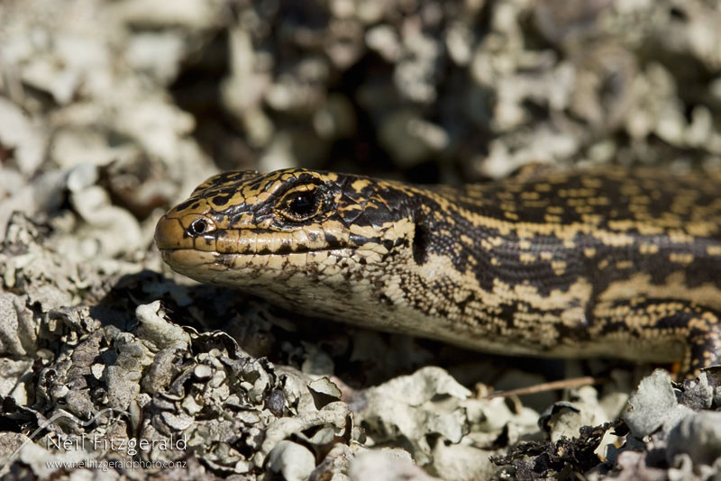 Oligosoma-grande_9523.jpg