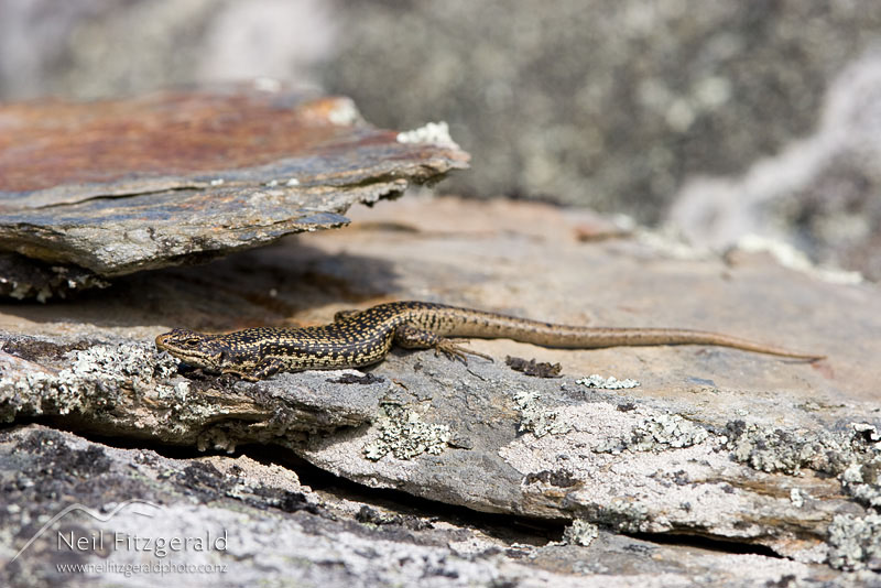 Oligosoma-grande_9558.jpg