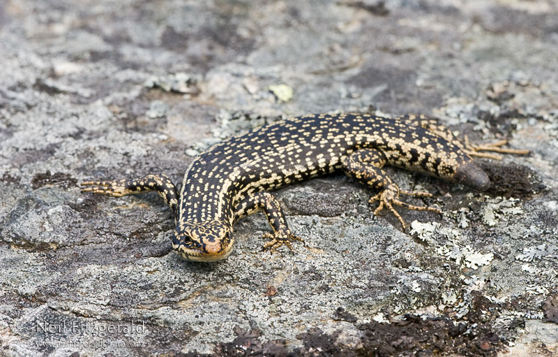 Oligosoma-grande_9566.jpg