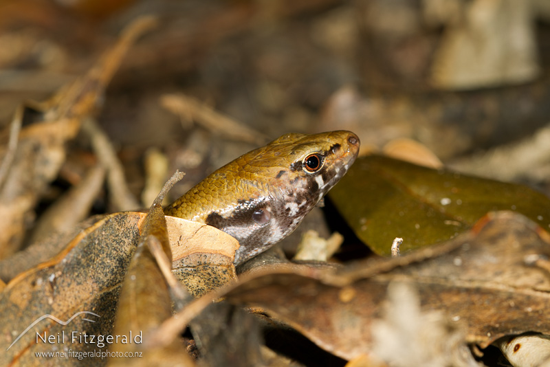 Oligosoma-oliveri-22481.jpg
