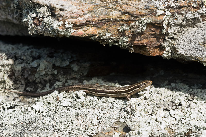 Oligosoma-maccanni_9528.jpg