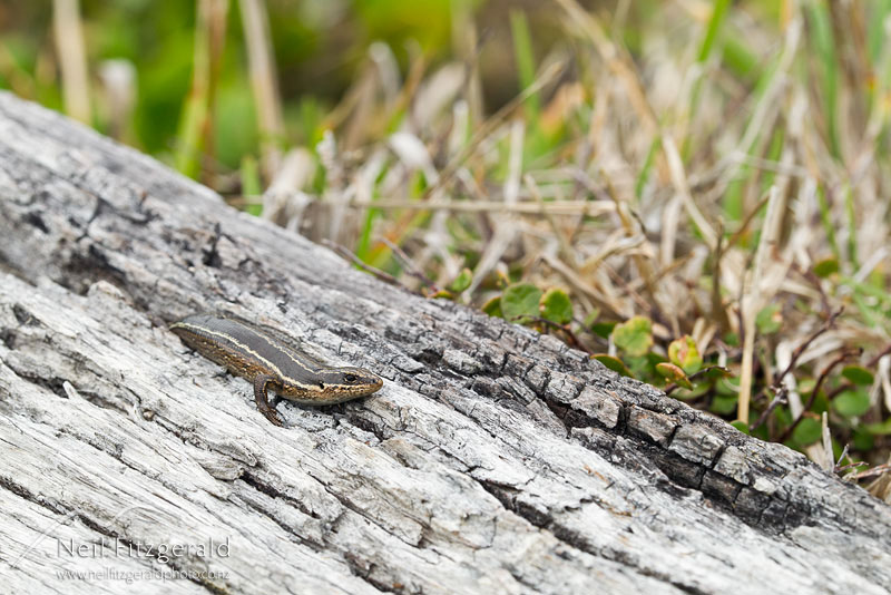 Oligosoma-moco-16563.jpg