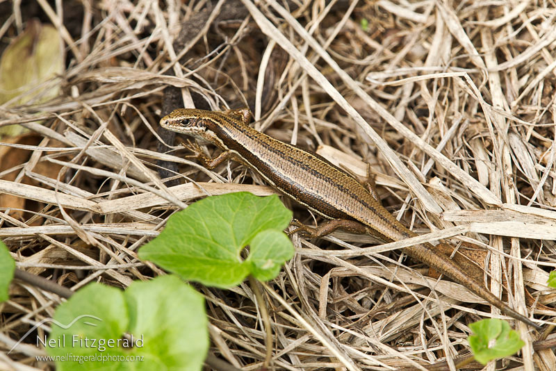 Oligosoma-moco-16651.jpg