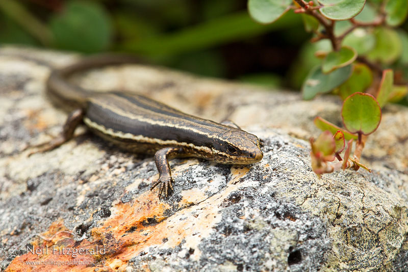 Oligosoma-moco-16659.jpg