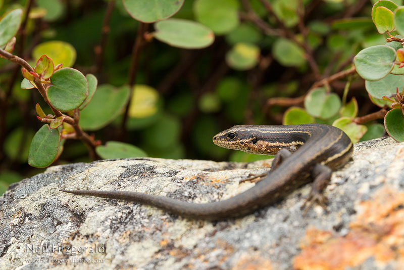 Oligosoma-moco-16739.jpg