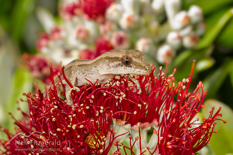 Dactylocnemis-sp-Mokohinau-gecko-16462.jpg