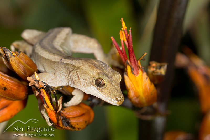 Dactylocnemis-sp-Mokohinau-gecko-16686.jpg