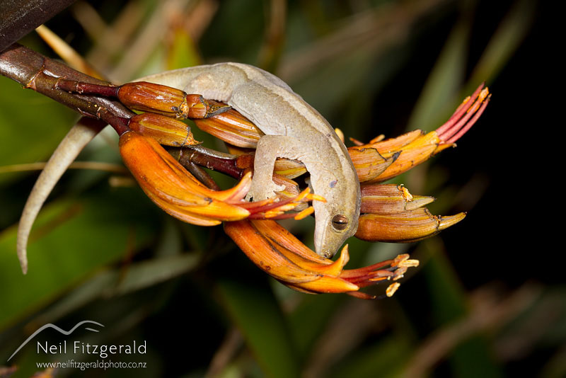 Dactylocnemis-sp-Mokohinau-gecko-16688.jpg