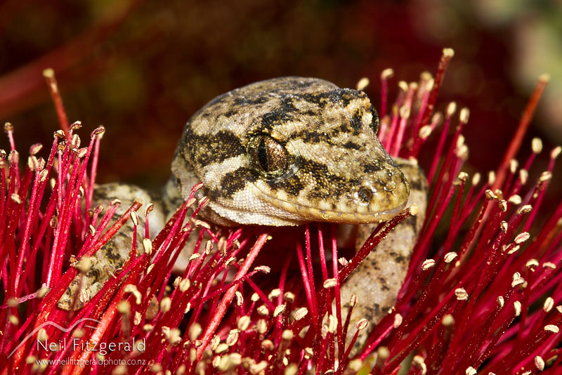 Dactylocnemis-sp-Mokohinau-gecko-16705.jpg