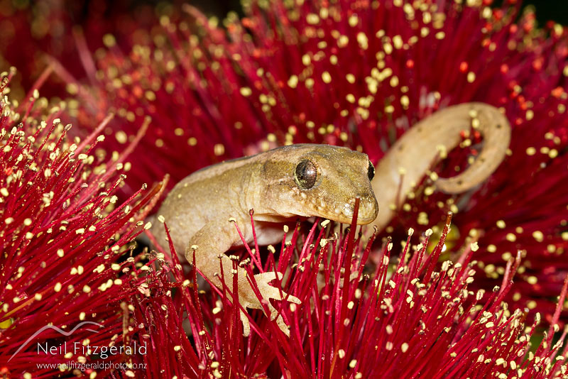 Dactylocnemis-sp-Mokohinau-gecko-16707.jpg