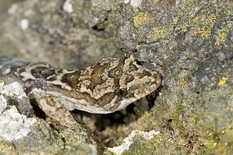 Haplodactylus-sp_11850.jpg