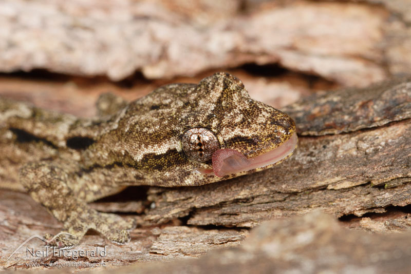 Lepidodactylus-lugubris_4014.jpg
