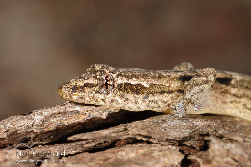 Lepidodactylus-lugubris_4039.jpg