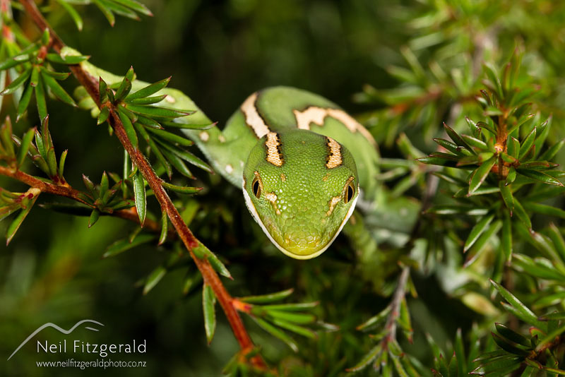 Naultinus-sp1_14749.jpg