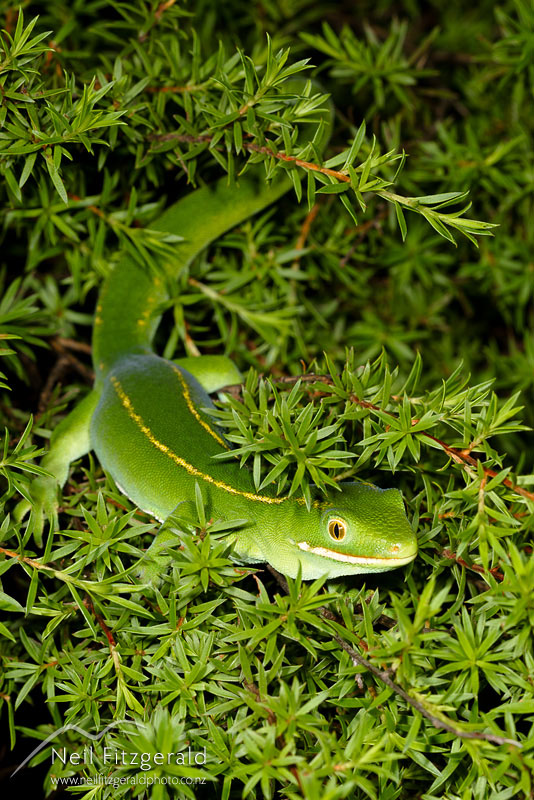 Naultinus-sp1_14763.jpg