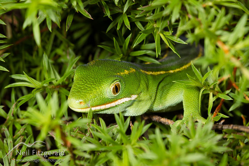 Naultinus-sp1_14771.jpg
