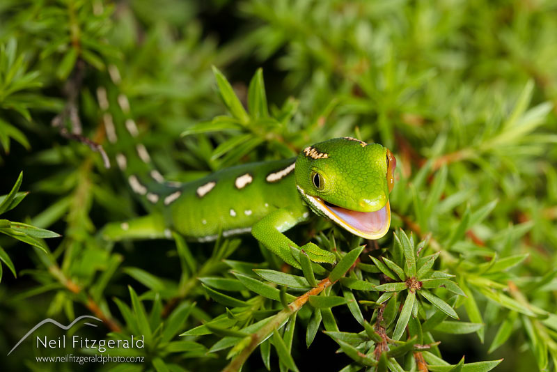 Naultinus-sp1_14792.jpg