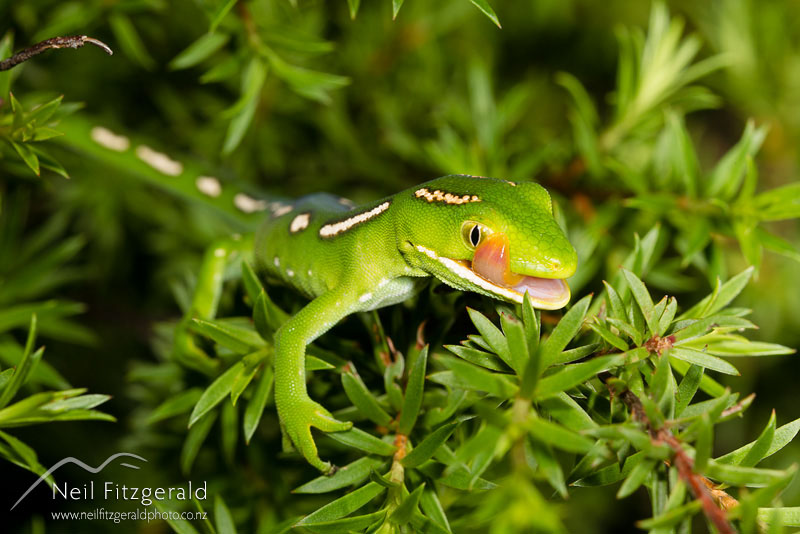 Naultinus-sp1_14815.jpg