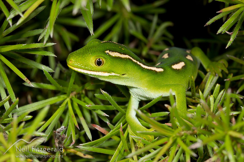 Naultinus-sp_14142.jpg