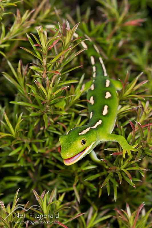 Naultinus-sp_14171.jpg
