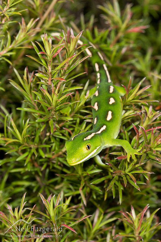 Naultinus-sp_14172.jpg