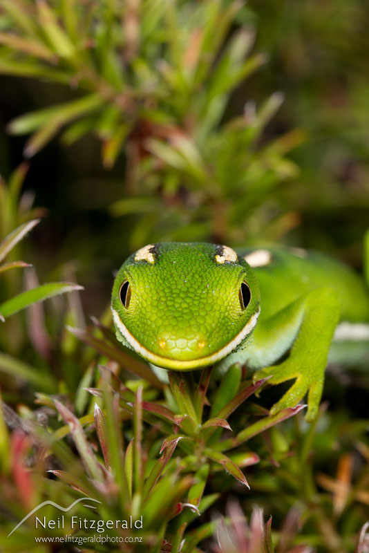 Naultinus-sp_14180.jpg