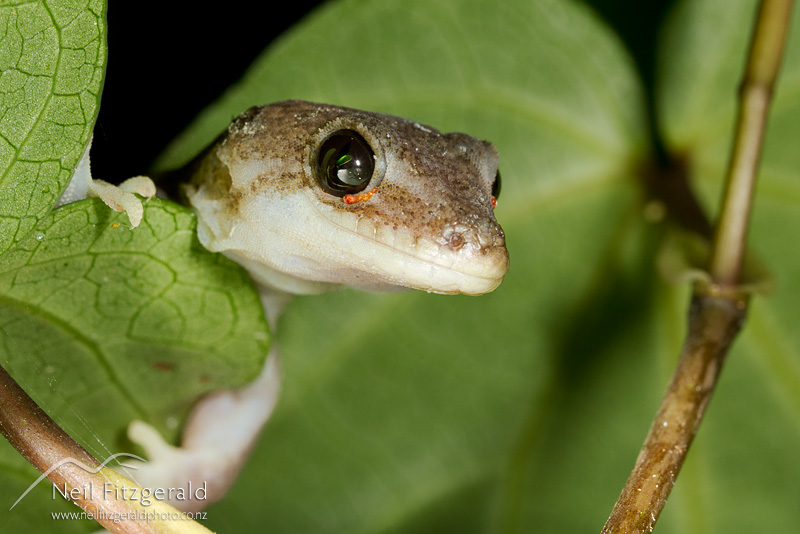 Dactylocnemis-pacificus-21363.jpg