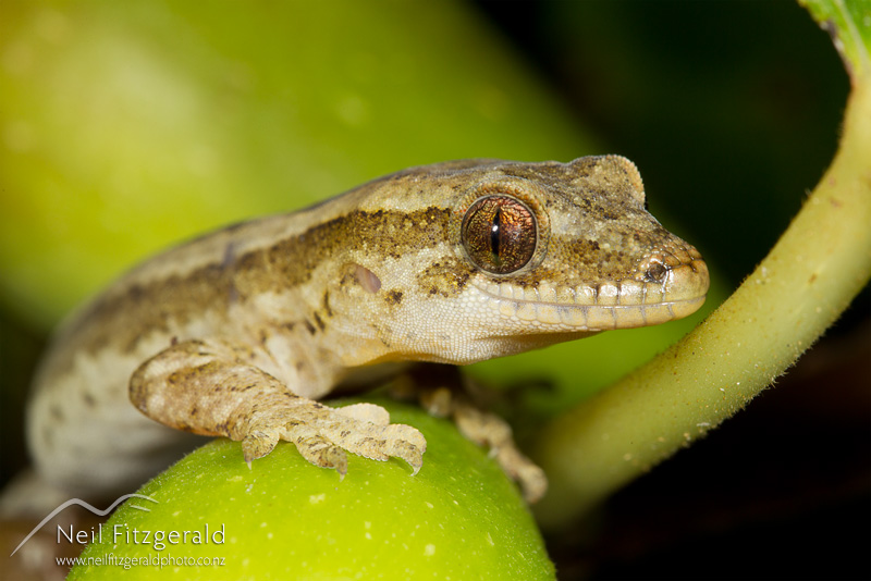 Dactylocnemis-pacificus-21508.jpg