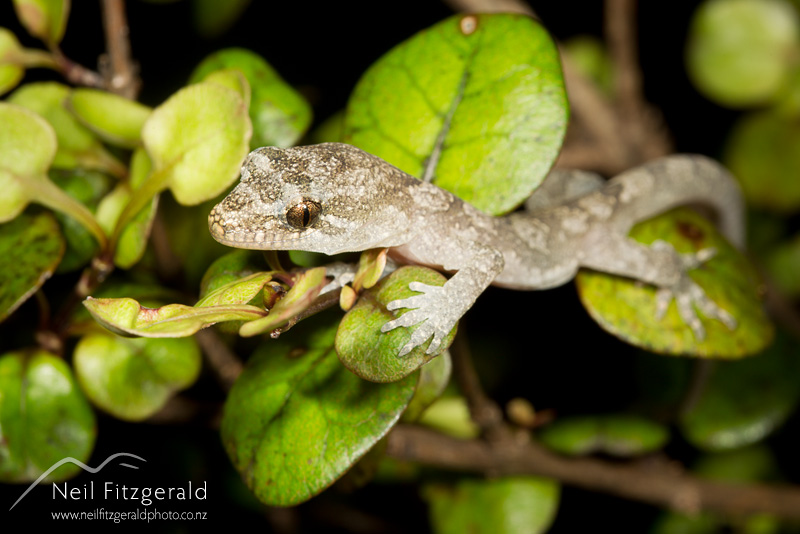 Dactylocnemis-pacificus-25406.jpg