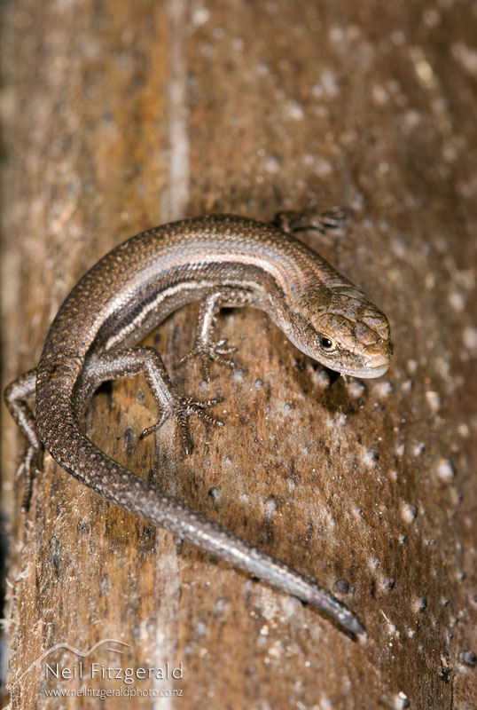 Lampropholis-delicata_7337.jpg